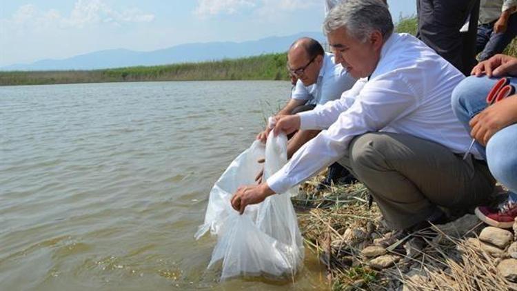 Aydın’da 15 Adet Tatlı Suya 172 Bin 500 Adet Yavru Sazan Bırakıldı