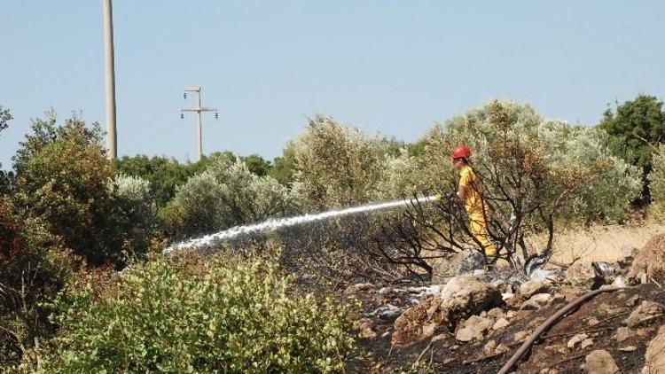 Didim’de 40 Dekar Tarım Arazisi Zarar Gördü