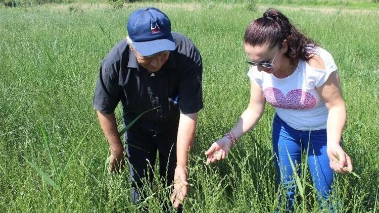 Trinova, Üreticinin Yüzünü Güldürüyor