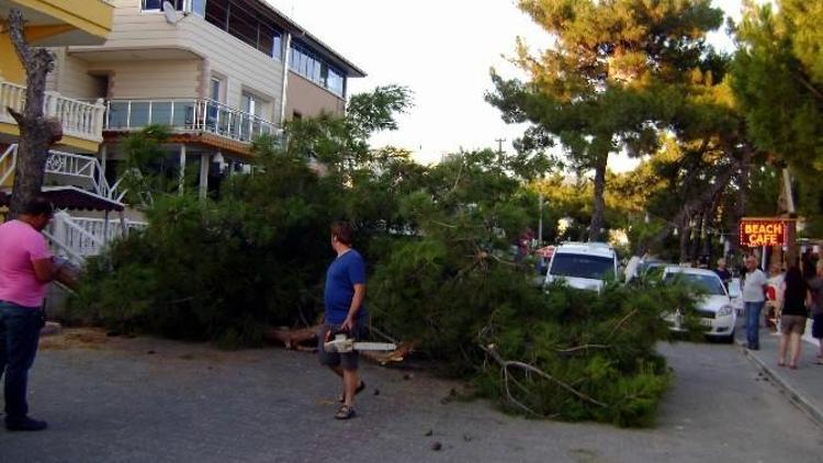 Didim’de Devrilen Ağaç Yolu Trafiğe Kapattı