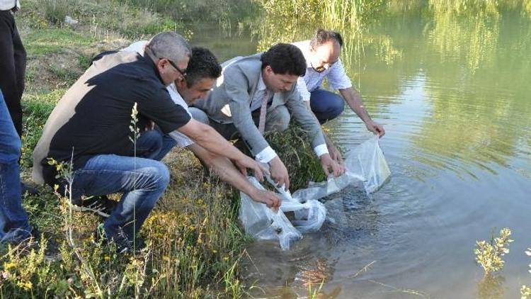 Kütahya’daki Göletlere 45 Bin 500 Yavru Sazan