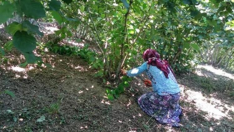 Fındık Hasadı Öncesi Yabani Ot Ve Dip Temizliği Başladı