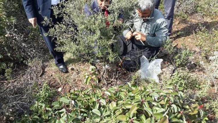 Kırıkhan’da Yabani Zeytin Aşılama Çalışmaları Başlatıldı