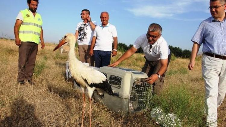 Sağlıklarına Kavuşan Yavru Kuşlar Doğaya Bırakıldı