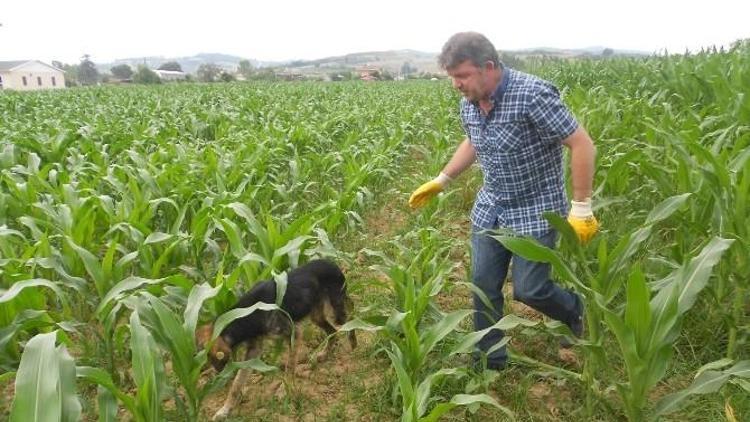 Hasta Köpeğin İmdadına Zabıta Yetişti