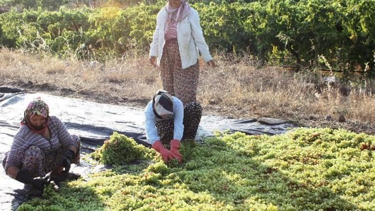 Alaşehir’de Üzüm İşçi Ücretlerine Yüzde 10 Zam