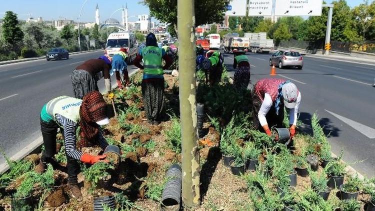 Ankara Dört Mevsim Çiçek Açıyor