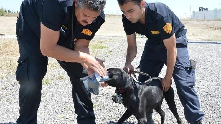 Sokakta Bulundu, K-9 Timi’nin Göz Bebeği Oldu