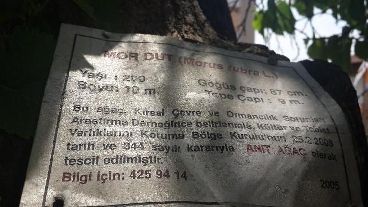 Bu Konak Sanat Kokuyor