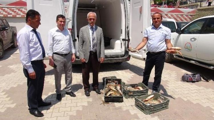 Yozgat’ta Kural Dışı Yakalanan 400 Kilo Balığa El Konuldu