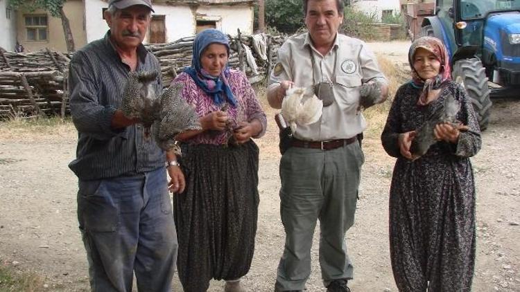 Bilecik’te Kene Avı İçin Köylülere Ücretsiz 200 Beç Tavuğu Dağıtıldı