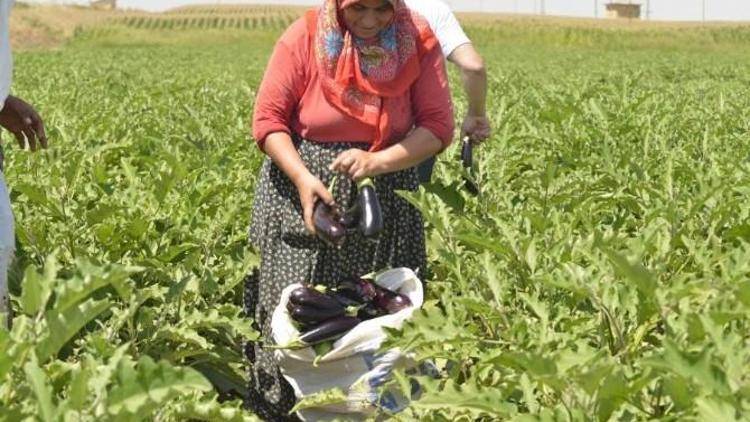 Dayanışmacı Ekonominin İlk Ürünleri Satışa Sunuldu