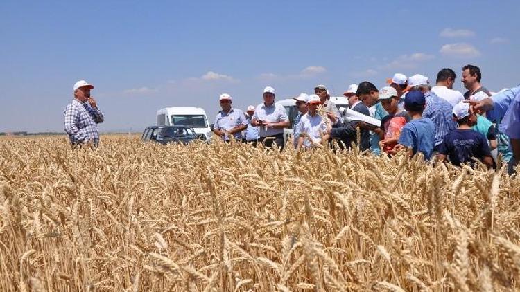 Altıntaş’ta Tarla Günü