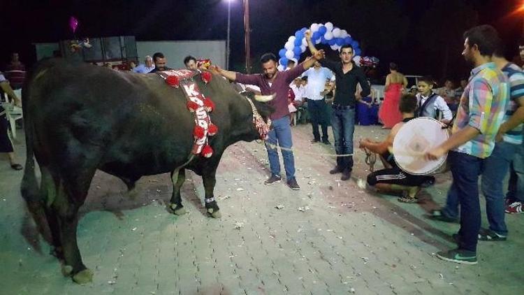 Şampiyon Boğa Liderliği Düğün Meydanında Kutladı