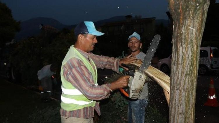 Büyükşehir, Zarar Gören Ağaçlara Can Suyu Oldu