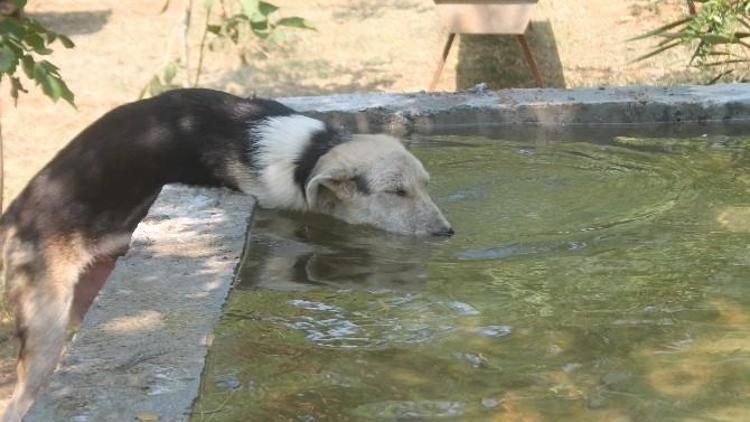 700 Köpeği İçin Havuz Yaptırdı