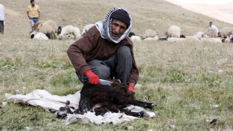 Hakkari’de Kuzu Kırpma Şenliği Sönük Geçti