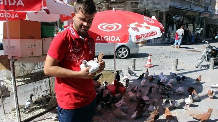 Güvercin Yetiştiriciliğine Rağbet Artıyor