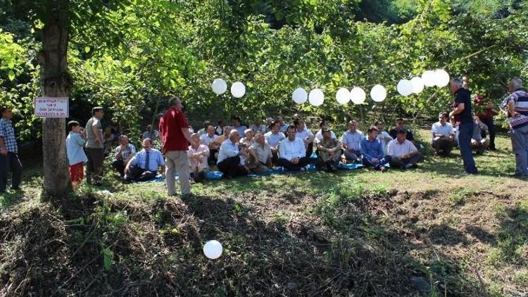 İkizce’de Fındıkta Verimi Artırma Çalışmaları