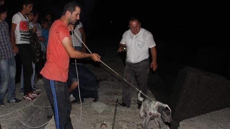 Beton Bloklar Arasına Sıkışan Köpek İçin Seferber Oldular