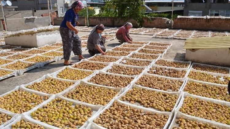 Nazilli İnciri Pazara Çıktı