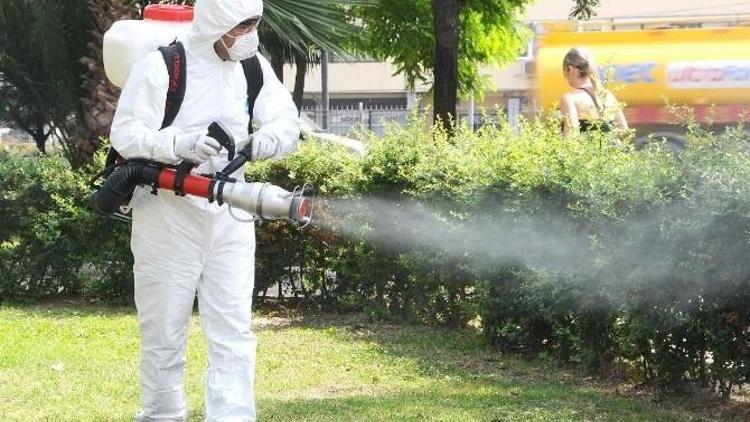 Eyüp’te Teke Böceğine Karşı Önlemler Alınıyor