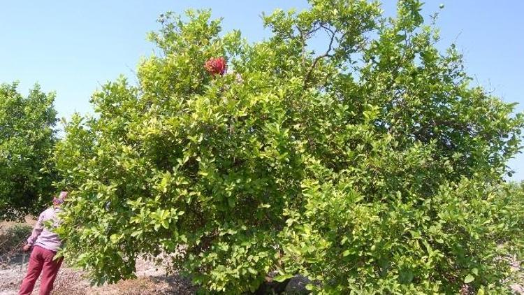 Muğla’da Limon İhalesi Yapıldı