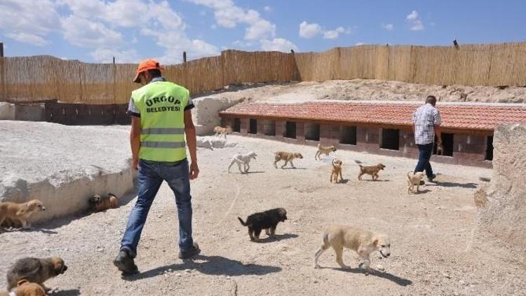 Ürgüp’te Sokak Hayvanları Güvende