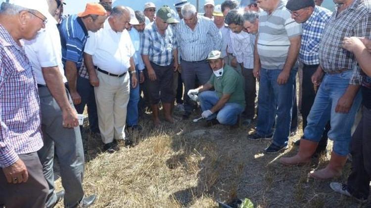 Denizli’de Tarla Faresi İle Mücadele Ediliyor