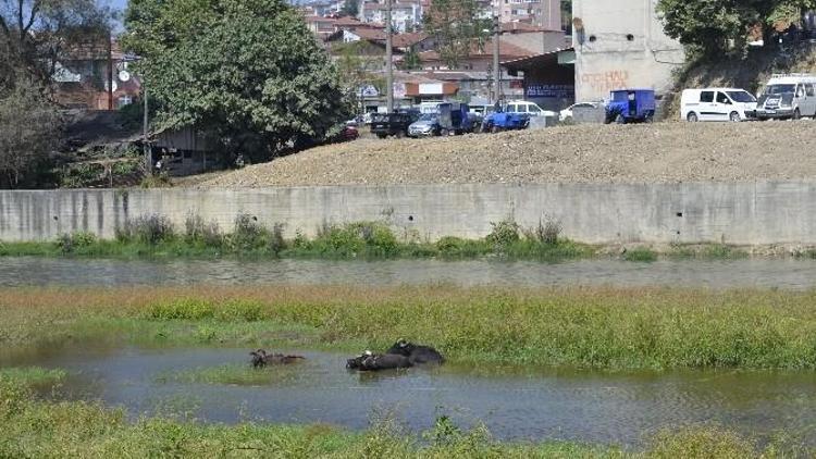 Sıcaktan Bunalan Mandalar Alaplı Çayında Serinliyor