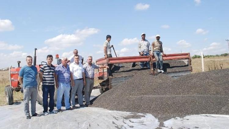 Çerkezköy Yağlı Tohumlar Tarım Satış Kooperatifi Ayçiçeği Alımına Başladı