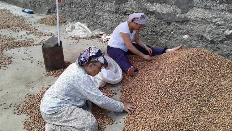 Fındık Üreticileri, Fındık Fiyatları Artana Kadar Satmayacaklar