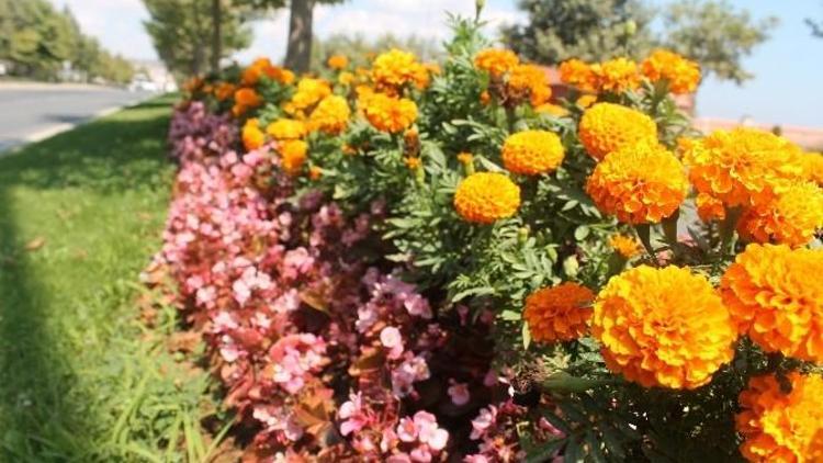 Tekirdağ’da 515 Bin Mevsim Çiçeği Ekildi
