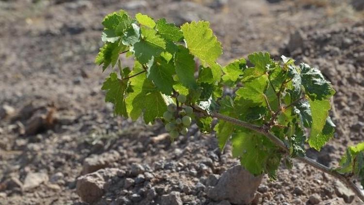 Ermeniler Anısına Kurulan Bağda İlk Salkımlar Alındı