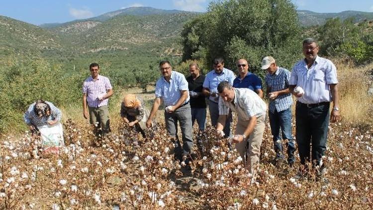 Söke Ovasında Pamukta Çifte İlk Hasat Sevinci