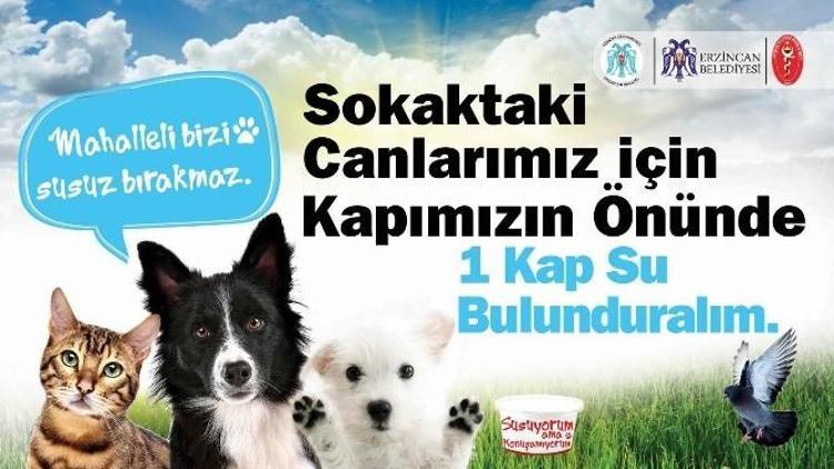 Sokaktaki Hayvanlar İçin Bir Kap Su