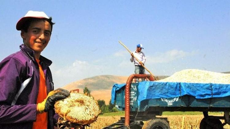 Çiftçi, Ay Çekirdeği Hasadı İçin Tarlaya İndi