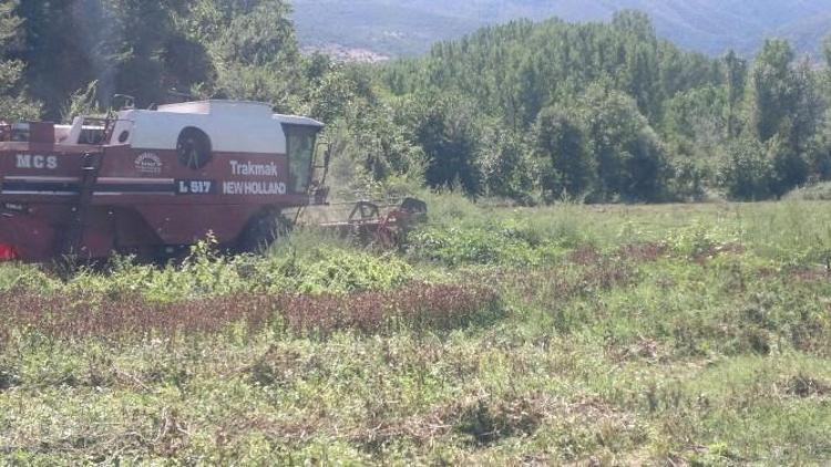 Tosya’da İlk Defa Ekilen Aspir’in Hasadı Yapıldı