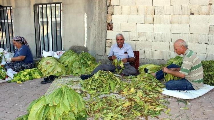 İlk Tütünler Saplanmaya Başladı