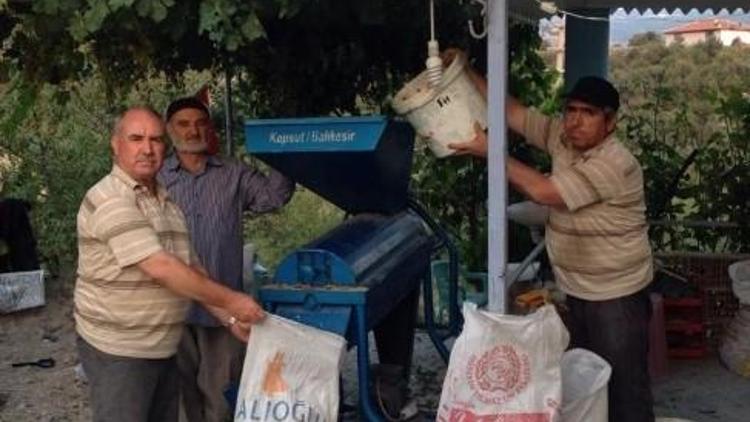 Selendi’de Badem Hasadı Başladı