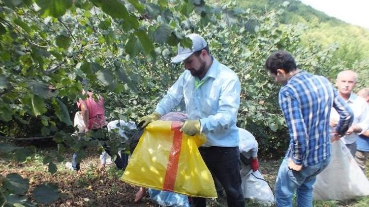 Bafra’da Fındık Hasadı Devem Ediyor