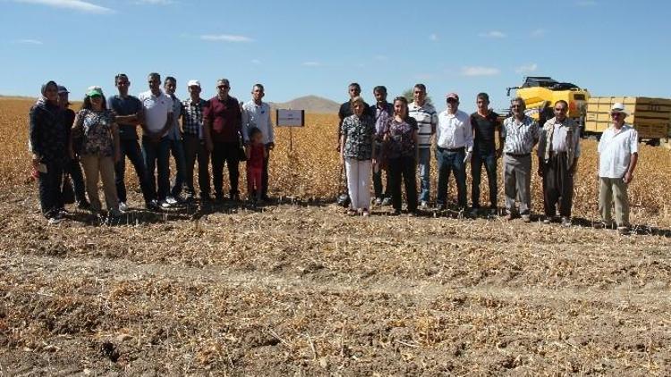 Elazığ’da Aspir Demonstrasyonunun Hasadı Yapıldı