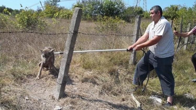 Tellere Takılan Kurt, Belediye Ekipleri Tarafından Kurtarıldı