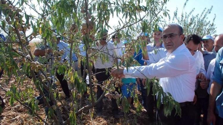 Adıyaman’da Badem Hasadı Başladı