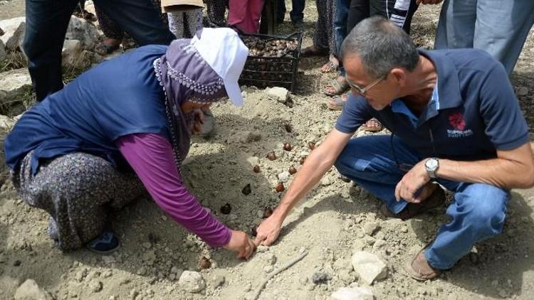 Mersin Büyükşehir, Üreticilere Nergis Soğanı Dağıttı