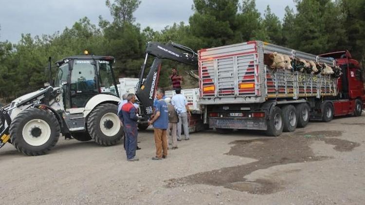 Kurbanlık Hayvan Kamyonda Telef Oldu