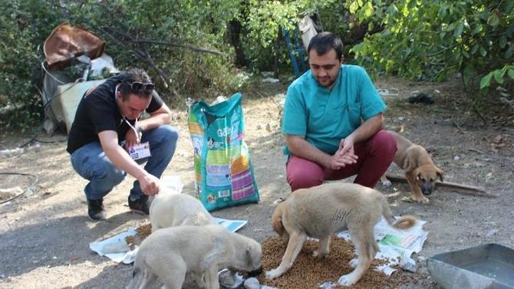 Akçatekir Yaylası’nda Sokak Hayvanlarına Şefkat Eli