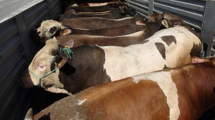 Yozgat’ta Kurbanlık Hayvan Sevkıyatına Sıkı Denetim