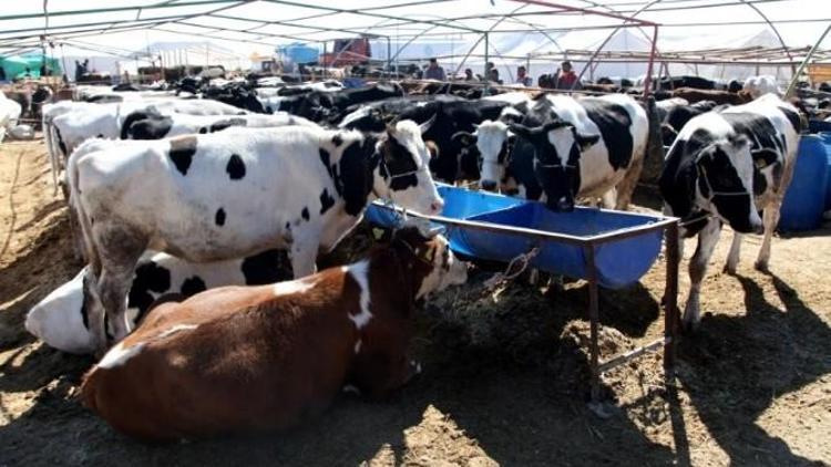 Selçuklu’da Kurban Satış Ve Kesim Yerleri Belli Oldu