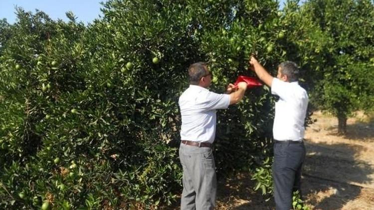 Dalaman’da Akdeniz Meyve Sineği Mücadelesi Başladı